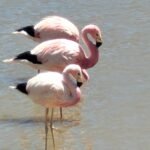 Tres flamencos de pie en fila en las aguas poco profundas de un humedal.